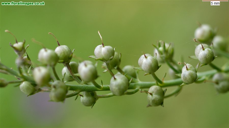 Linaria purpurea