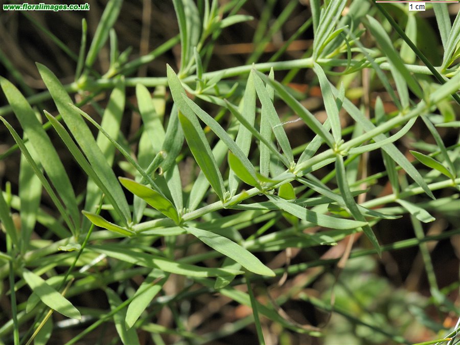 Linaria repens