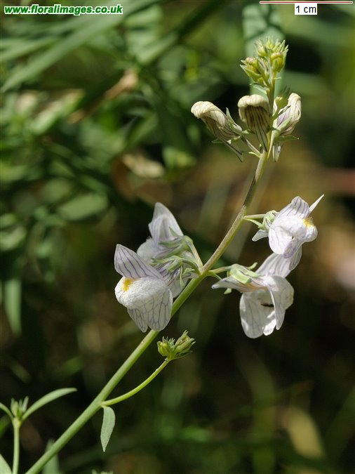 Linaria repens