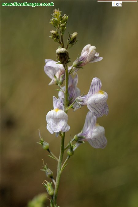 Linaria repens