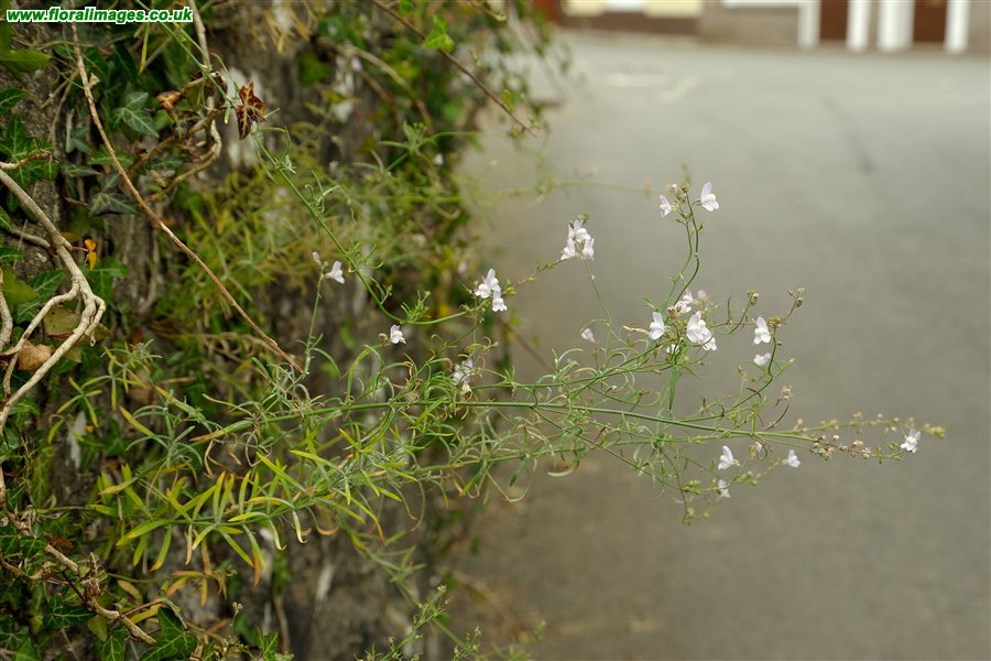 Linaria repens