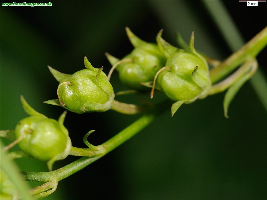 Linaria repens
