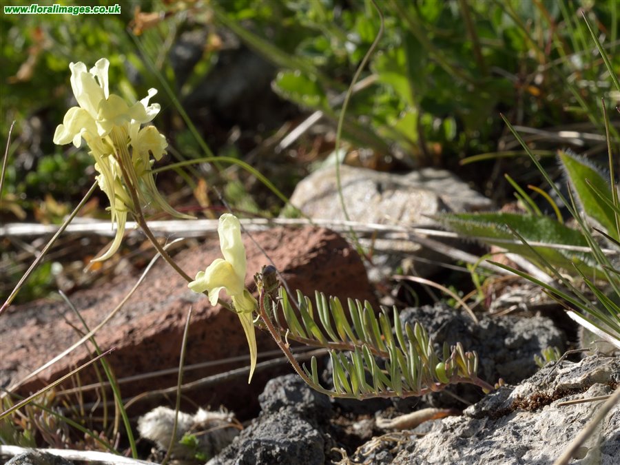 Linaria supina