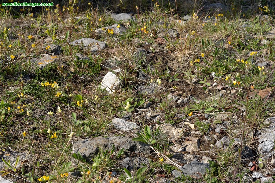 Linaria supina