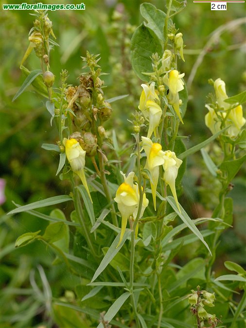 Linaria vulgaris