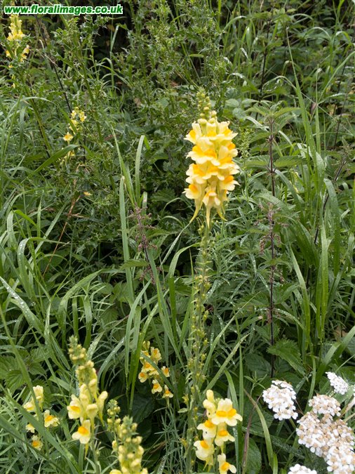 Linaria vulgaris