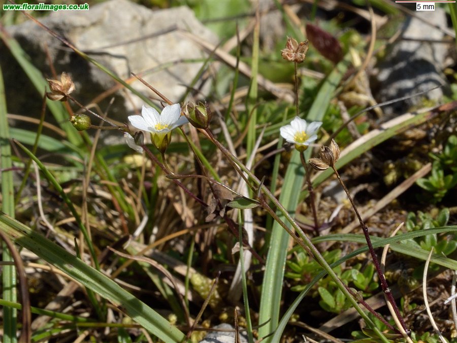 Linum catharticum