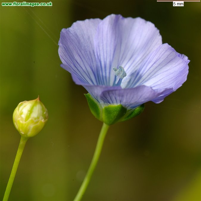 Linum usitatissimum