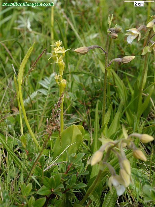 Liparis loeselii