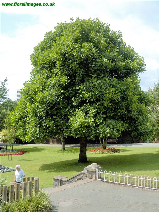 Liriodendron tulipifera