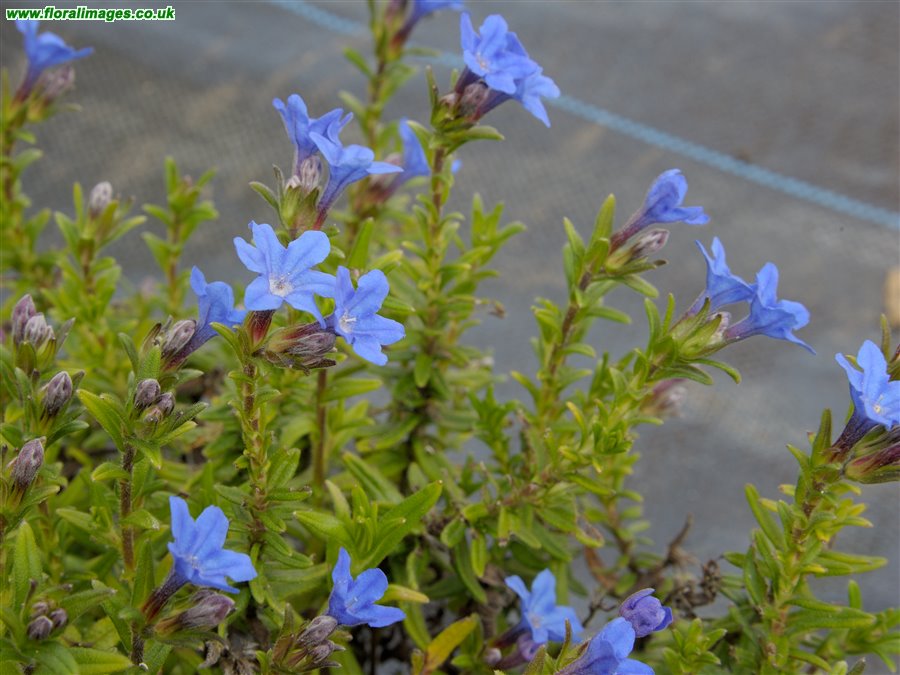 Lithodora diffusa