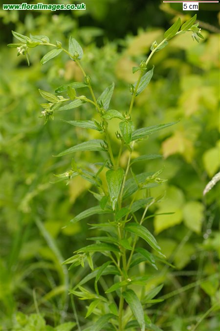 Lithospermum officinale