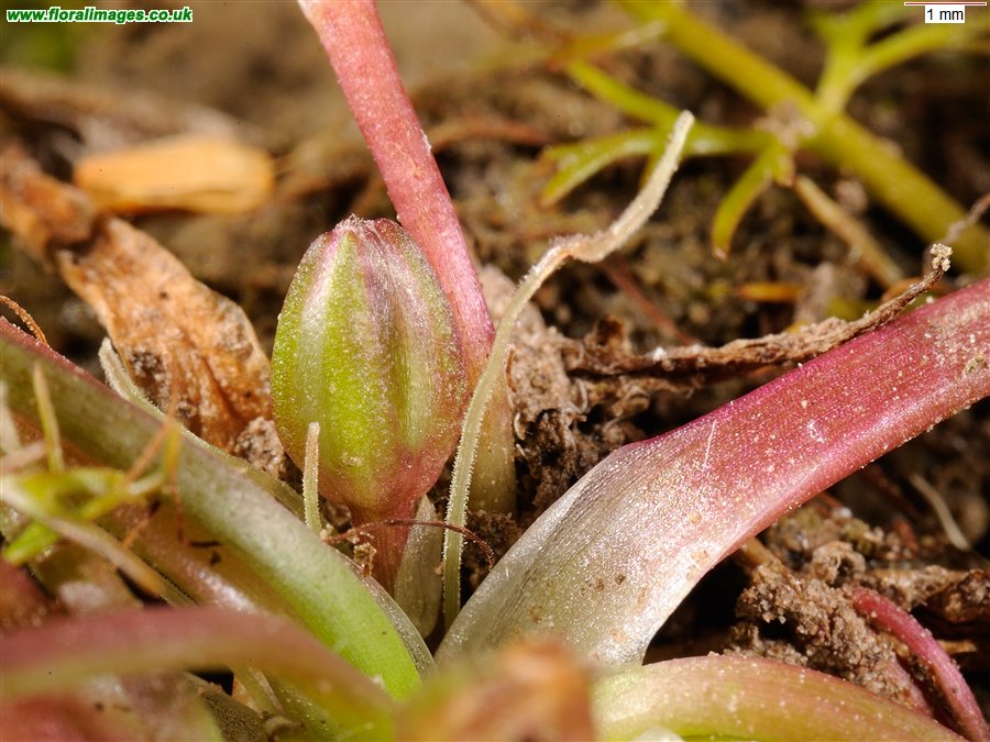 Littorella uniflora