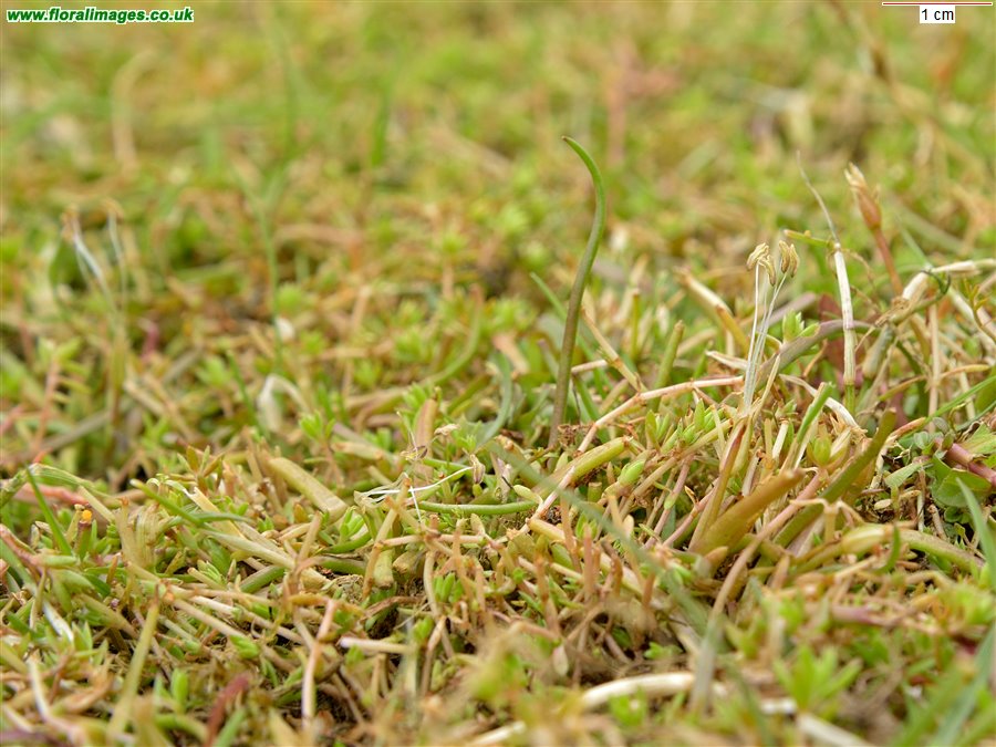 Littorella uniflora