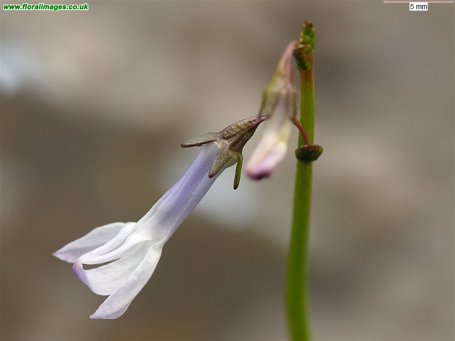 Lobelia dortmanna