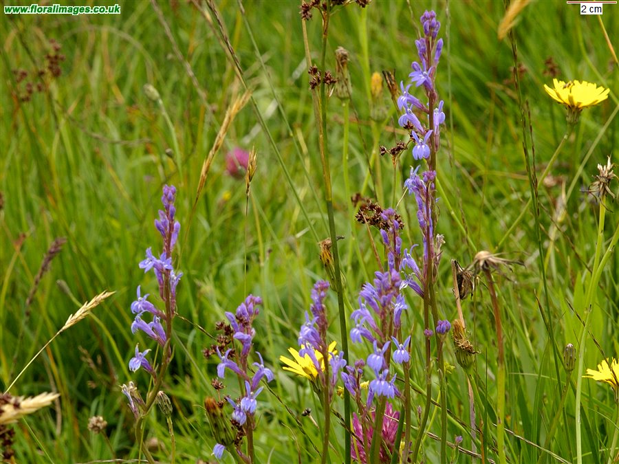 Lobelia urens