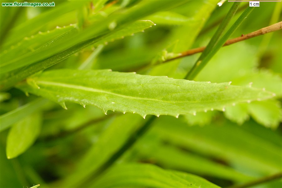 Lobelia urens