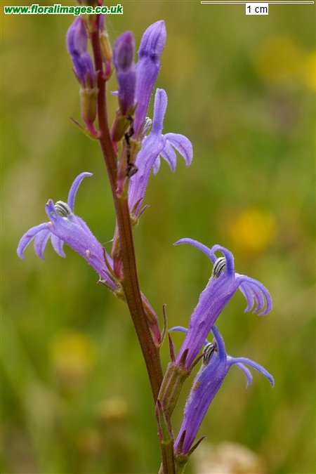 Lobelia urens