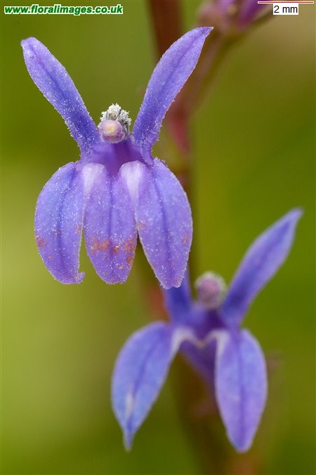 Lobelia urens