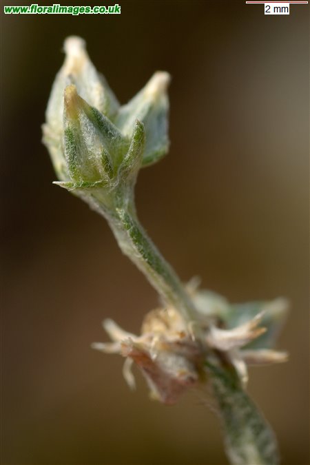 Logfia minima