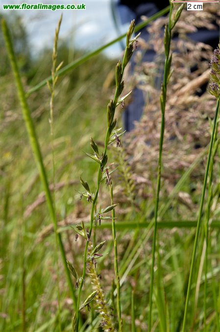Lolium perenne
