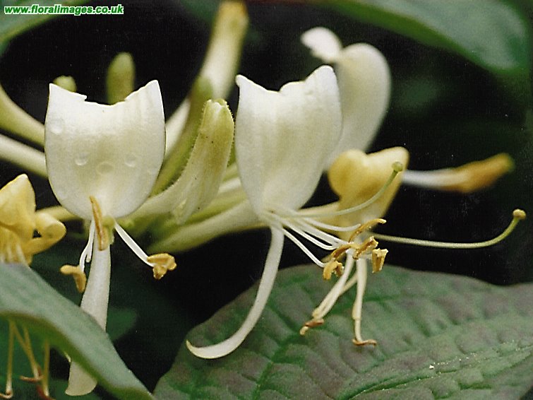 Lonicera periclymenum