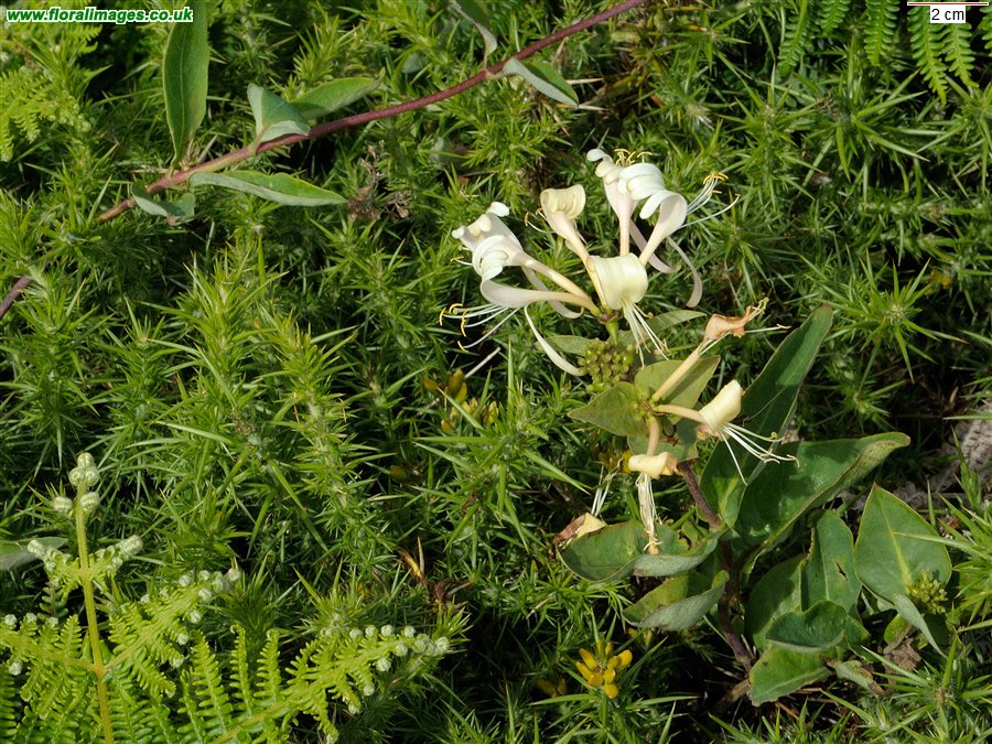 Lonicera periclymenum