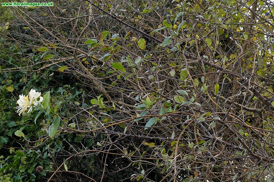 Lonicera periclymenum
