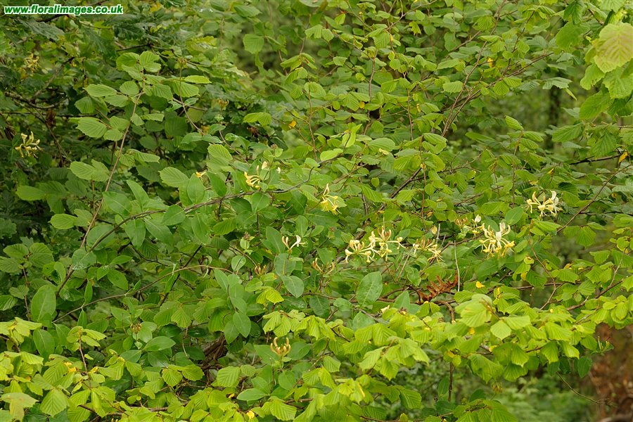 Lonicera periclymenum