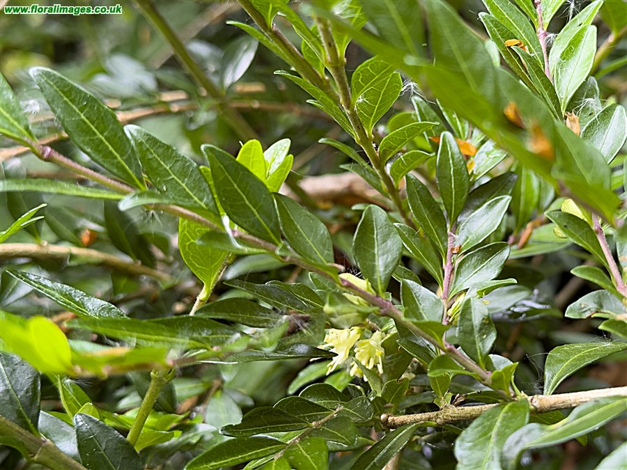 Lonicera pileata