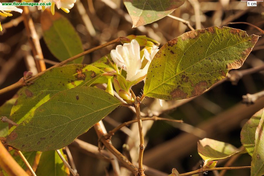 Lonicera xylosteum