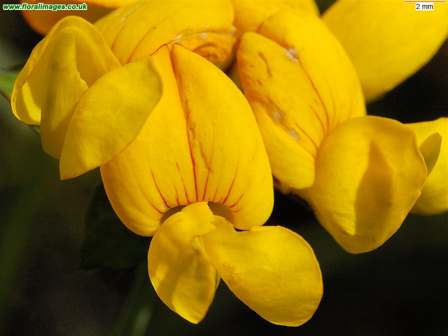 Lotus pedunculatus