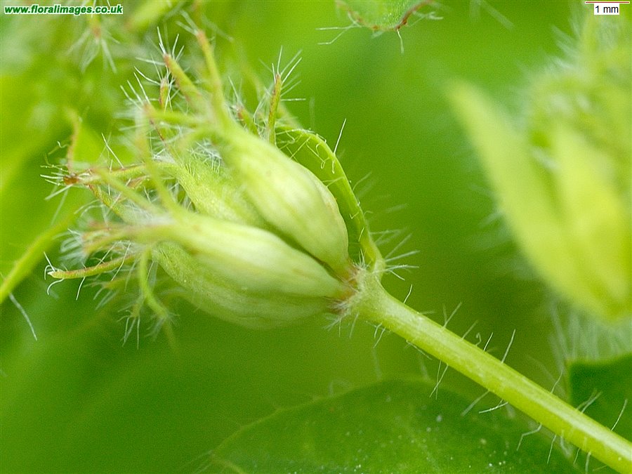 Lotus pedunculatus
