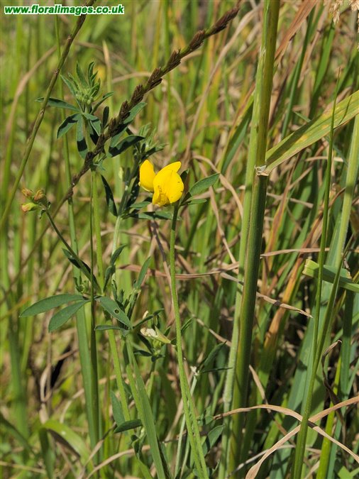 Lotus tenuis