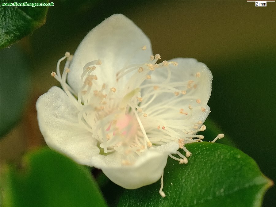 Luma apiculata