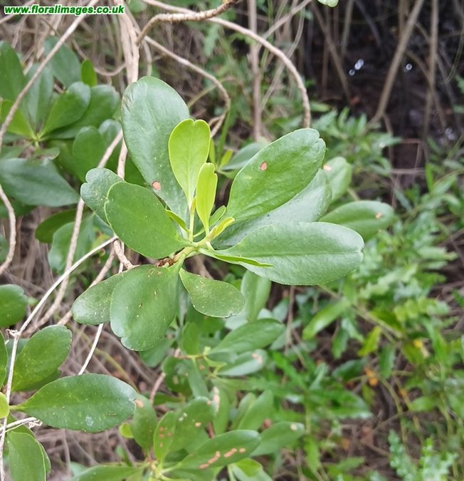 Lumnitzera racemosa