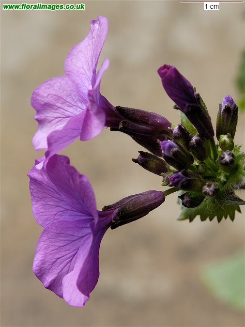 Lunaria annua