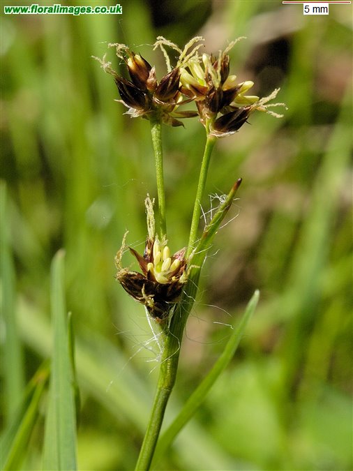 Luzula campestris