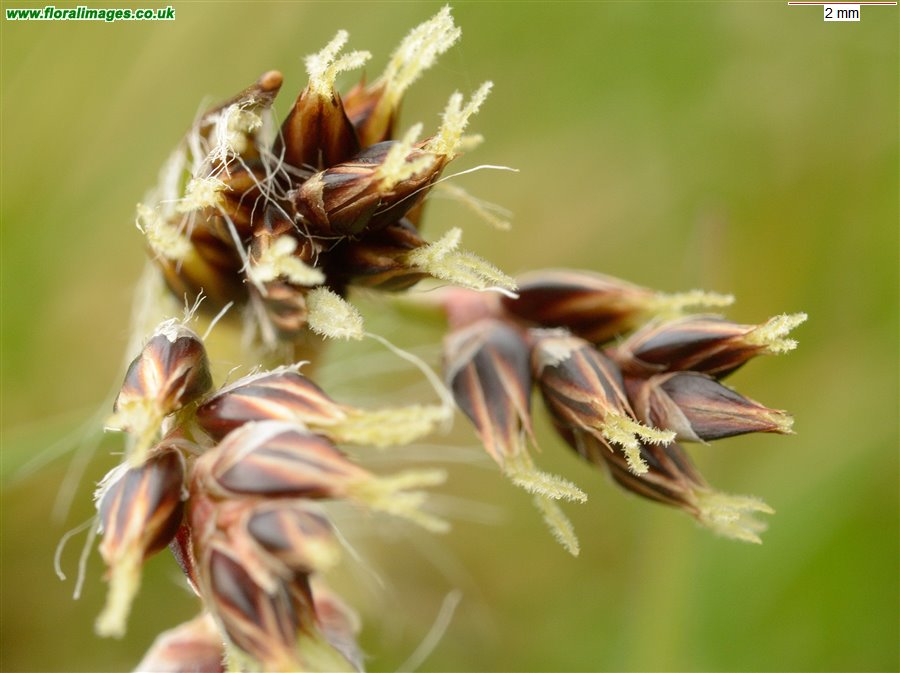 Luzula campestris