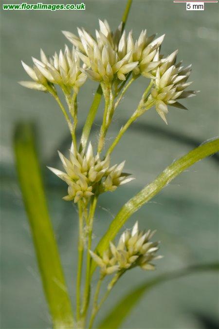 Luzula nivea