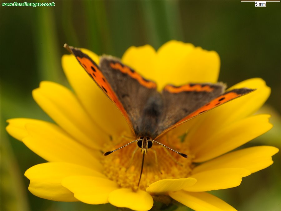 Lycaena phlaeas