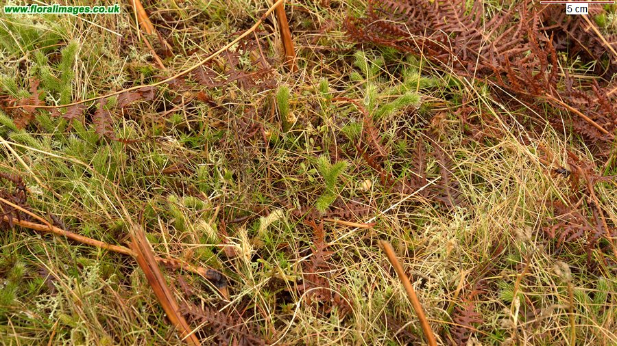 Lycopodium clavatum
