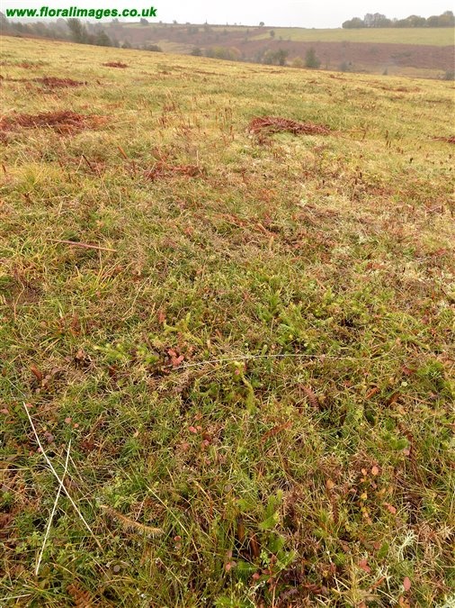 Lycopodium clavatum
