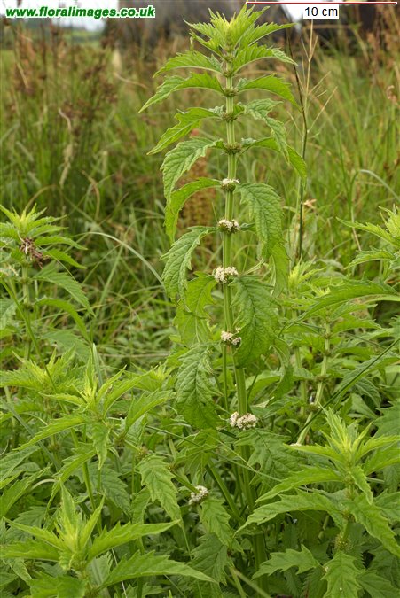 Lycopus europaeus