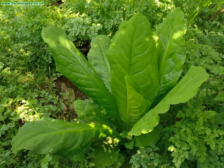 Lysichiton americanus