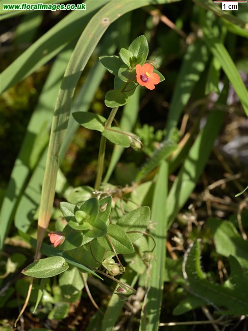Lysimachia arvensis