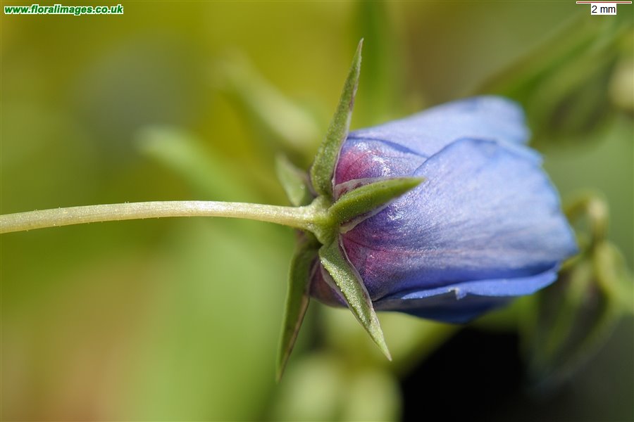 Lysimachia foemina
