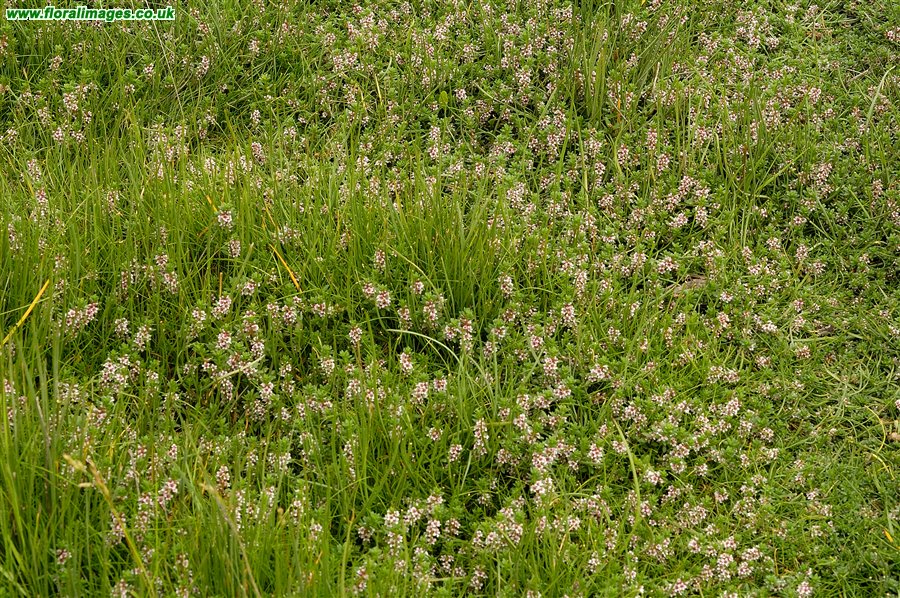 Lysimachia maritima