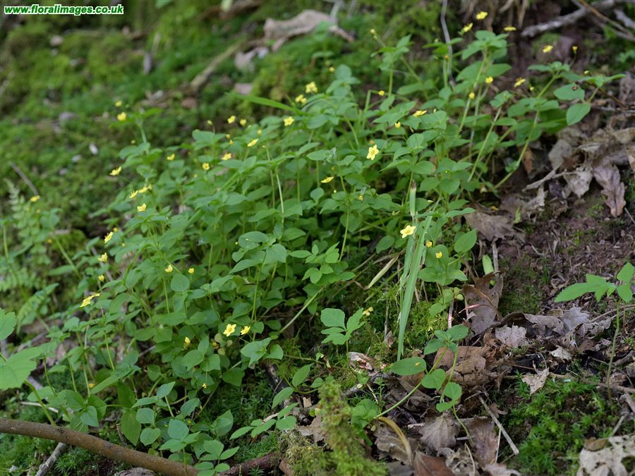 Lysimachia nemorum