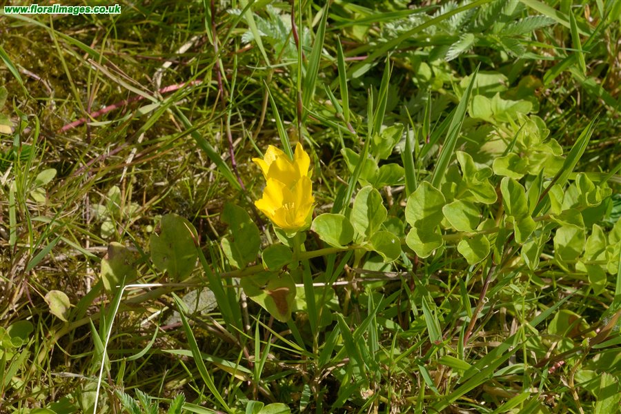 Lysimachia nummularia